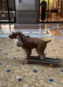 スケボー犬コーダ、イタリアで警察に止められるも「動画を撮りたいからもう一回やって」と頼まれる