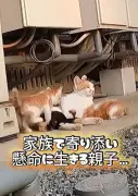子猫連れで現れた母猫との約束から4年…手作り「お家」完成に9.7万いいね