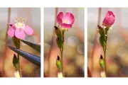 コモウセンゴケ、葉の食害経験を記憶し花の防御強化 鳴門教育大などが解明