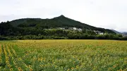 紀伊水害15年、熊野川町のヒマワリ見頃 復興の象徴10万本