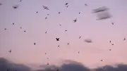 無数のツバメが空を覆う光景にアンガールズ田中が衝撃「貴重過ぎないですか!?」