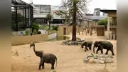 天王寺動物園に国内最大級のゾウ施設「エレファントヴィレッジ」完成 野生の生態引き出す工夫