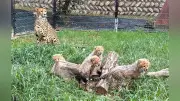 ６月生まれの子チーター３頭を一般公開、広島・安佐動物公園 愛称投票も