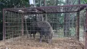 和歌山県の鳥獣被害、過去最低の約2億2300万円　イノシシ減少が要因か