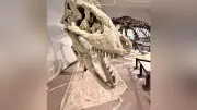 世界最古の頭突き恐竜「ザヴァケファレ」化石、福島で世界初公開