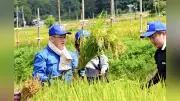 山響楽団員ら山辺・大蕨の棚田で稲刈り、「実りがいい」と汗