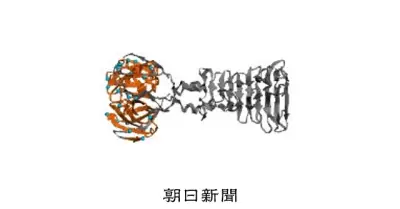 AI設計ウイルスを世界初投与、薬剤耐性菌患者に 米ベンチャー発表