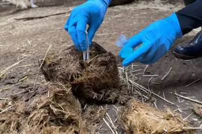 動物の糞で腸内細菌分析、病気の早期発見に期待 北大などが草食動物8種で調査