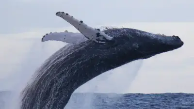 美しく大きな姿に胸高鳴り　クジラとの出会い　くじら日記②