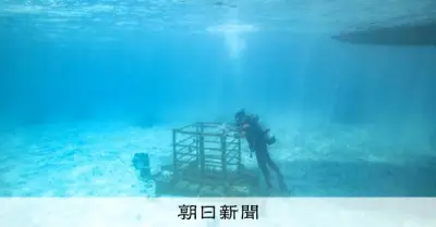 万博が結んだ日本とサウジの研究、与論島でサンゴ再生へ小さな一歩