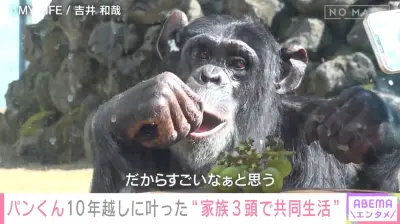 “天才チンパンジー”パンくん、デマ拡散に育ての親が困惑 25歳で家族3頭の同居実現
