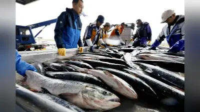秋サケ記録的不漁で価格高騰、イクラ卸値は前年の2倍に