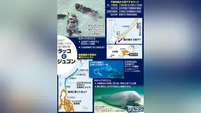 ラッコとジュゴン、回復の兆し 北海道・沖縄で定着へ
