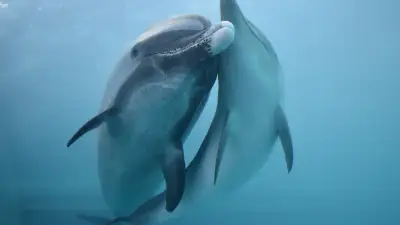 マダライルカ「ラナ」が2頭目出産、くじらの博物館で国内最長記録の経験生かす
