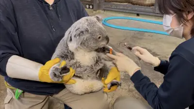 多摩動物公園のコアラ“あずま”採血動画が話題 おとなしい性格で少し繊細、もう1頭は反応異なる