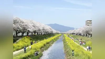 豊川市が桜並木植え替えへCF開始 目標300万円、11月18日まで
