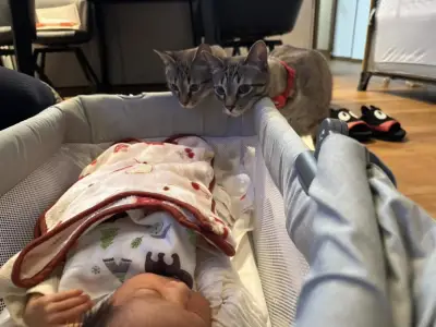 「ジトー…」ベビーベッドを覗き込むお兄ちゃん猫2匹、赤ちゃんへのギャップが可愛いと話題