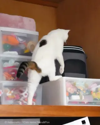 「歩いてるみたい…」二足歩行の“白タイツのおじさん”猫が話題、3.5万いいね