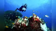 世界のサンゴ礁、９６％が５０年以内に崩壊の恐れ ＩＵＣＮ評価