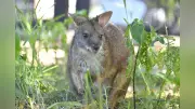 アドベンチャーワールド飼育員が語る動物観察の重要性と福祉への取り組み