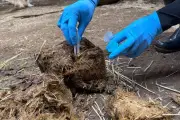 動物の糞で腸内細菌分析、病気の早期発見に期待 北大などが草食動物8種で調査