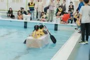 段ボールで船作り、プールでレース 尾道で親子51人が挑戦