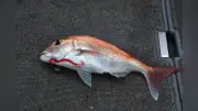 廃棄うどんでマダイ釣り、高松で疑似餌イベント参加者募集