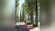 さいたま・別所沼公園で毛虫が大量発生、園内全域に拡大…利用者から不安の声
