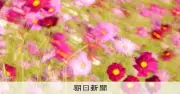 世界遺産・藤原宮跡でコスモス見頃 240万本が秋彩る