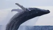 美しく大きな姿に胸高鳴り　クジラとの出会い　くじら日記②