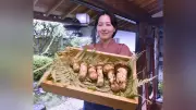 丹波篠山産マツタケ初競り、6本110万円のご祝儀相場で落札