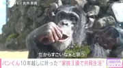 “天才チンパンジー”パンくん、デマ拡散に育ての親が困惑 25歳で家族3頭の同居実現