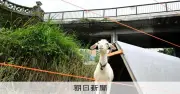 JR四ツ谷駅でヤギによる除草実験、草刈り機に代わり癒やし効果も期待