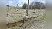 地滑りでブドウ畑全滅かと思ったが実は無事、ハイディワイナリー高作社長が2度の災害振り返る