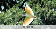 トキ、滋賀県で初確認　佐渡から300キロ超飛来も初