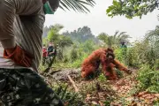 インドネシア森林火災、オランウータン数十頭救出 煙害も深刻