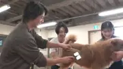 伊藤沙莉＆山下智久、相葉雅紀と保護犬トリミングに挑戦！大泉洋も見守る