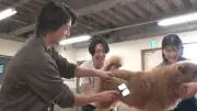 伊藤沙莉＆山下智久、相葉雅紀の保護犬トリミングに挑戦！大泉洋も見守る