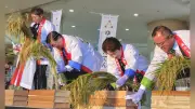 猛暑に強い新品種米「ゆきまんてん」、山形で先行販売 はえぬき後継