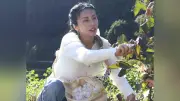 柴咲コウさん、大河「直虎」舞台の棚田で綿花収穫体験「フワフワが洋服に」