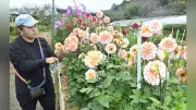 滋賀・日野ダリア園、今秋で閉園 スタッフ高齢化と資金難で25年の歴史に幕
