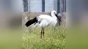 右翼失ったコウノトリ「かいと」、ついのすみか探し…岡山県が譲渡先を模索