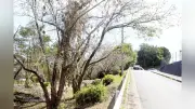 老木の桜並木再生へ 田川市の猪位金学園、児童生徒会が寄付募る