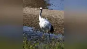 タンチョウが大津川に舞い戻る 日本野鳥の会が「おづたん」と命名