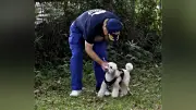 栃木県警、警察犬の臭気選別試験を廃止へ 出動ゼロ受け