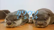 TOHO animation新作アニメ、10月17日0時に発表　謎のカワウソ企業ロゴ公開