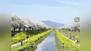 豊川市が桜並木植え替えへCF開始 目標300万円、11月18日まで