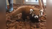 レッサーパンダ双子、7日から公開　鯖江市西山動物園で誕生